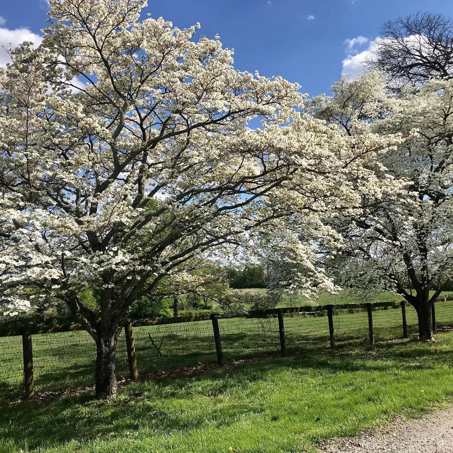 Blooming dogwood trees beside a wooden fence on the farm