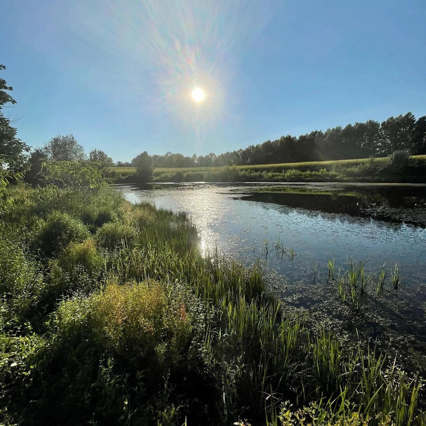 The farm pond at sunrise with cattails along the bank